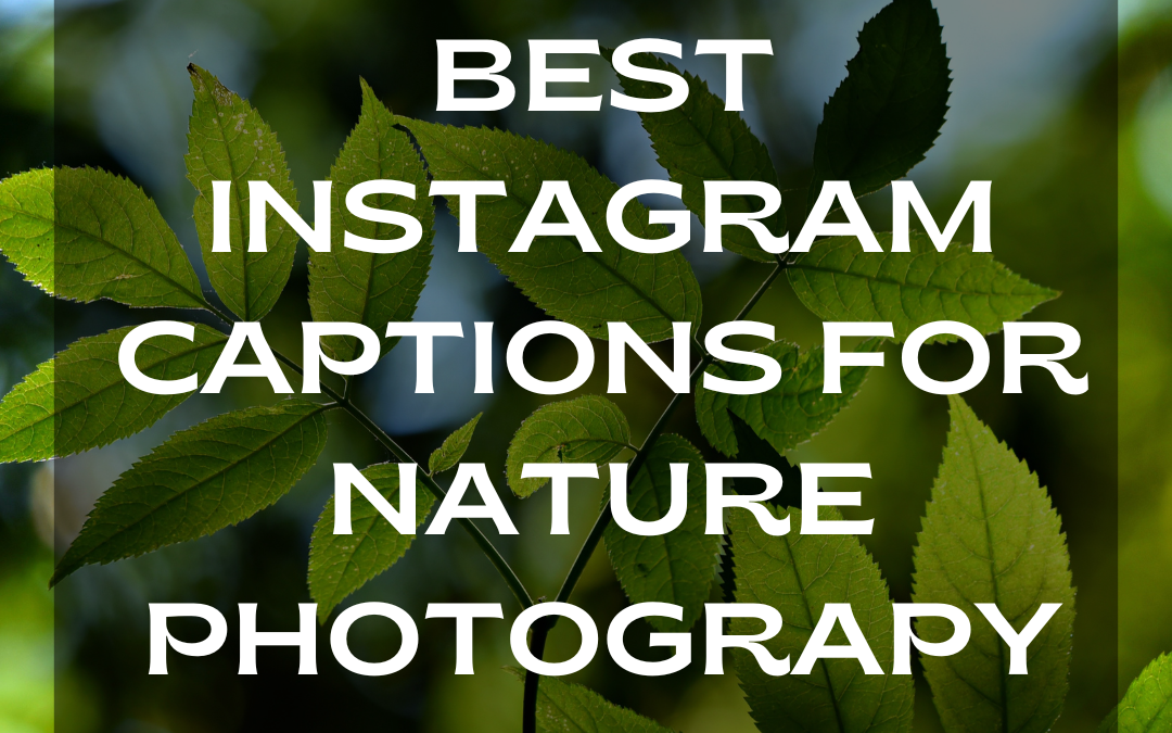 The Best Instagram Captions for Nature Photography